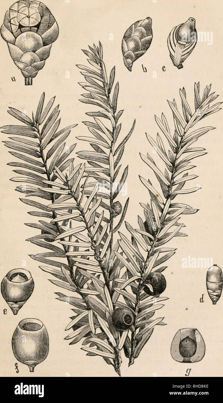 . The book of evergreens, a practical treatise on the coniferae, or cone-bearing plants. Evergreens; Coniferae. THE YEAV SUB-FAMILY. 373. Fig. 61.—TAiUS BACCATA, VAll. CANADENSIS.. Please note that these images are extracted from scanned page images that may have been digitally enhanced for readability - coloration and appearance of these illustrations may not perfectly resemble the original work.. Hoopes, Josiah, 1832-1904. New York O. Judd Stock Photo