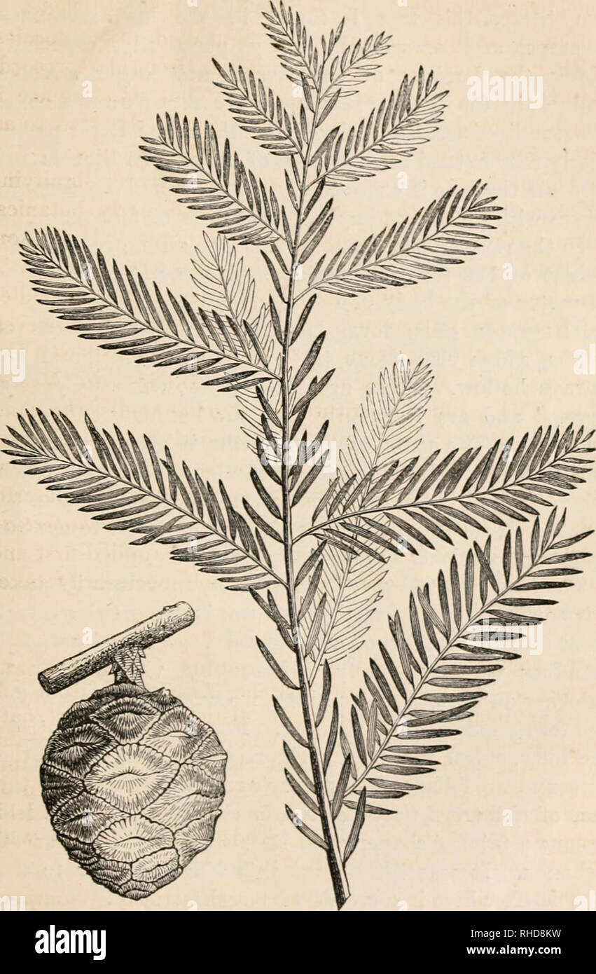 . The book of evergreens, a practical treatise on the coniferae, or cone-bearing plants. Evergreens; Coniferae. THE CYPRESS SUB-FAMILY. 365. ri&lt;r. 58.—TAXODIUM DISTICHUM.. Please note that these images are extracted from scanned page images that may have been digitally enhanced for readability - coloration and appearance of these illustrations may not perfectly resemble the original work.. Hoopes, Josiah, 1832-1904. New York O. Judd Stock Photo