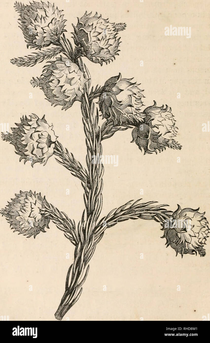 . The book of evergreens, a practical treatise on the coniferae, or cone-bearing plants. Evergreens; Coniferae. 563 THE BOOK OF EVERGREENS. This tree generally grows about 50 or 60 feet in height, but according to Siebolcl, Fortune, and others, it is A4. Fig. 57.—CRTPTOMERIA JAPOOTCA. frequently found 100 feet high. It is a native of China and Japan, and, contrary to the general principle of the American peojjle &quot;svith their native trees, this species is ex-. Please note that these images are extracted from scanned page images that may have been digitally enhanced for readability - colora Stock Photo