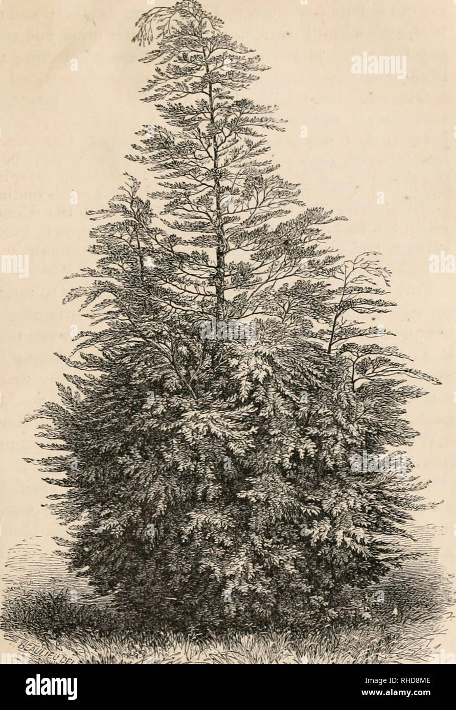 . The book of evergreens, a practical treatise on the coniferae, or cone-bearing plants. Evergreens; Coniferae. THE CYPRESS SUB-FAMILY. 343. Fig. 53.-CXJPRESSUS LAWSONTANA.-FROM A raOTOGRAPH OF A SPECI- .^^ MEN, 14 FEET HIGU, IN THE AUTHOR'S COLLECTION.. Please note that these images are extracted from scanned page images that may have been digitally enhanced for readability - coloration and appearance of these illustrations may not perfectly resemble the original work.. Hoopes, Josiah, 1832-1904. New York O. Judd Stock Photo