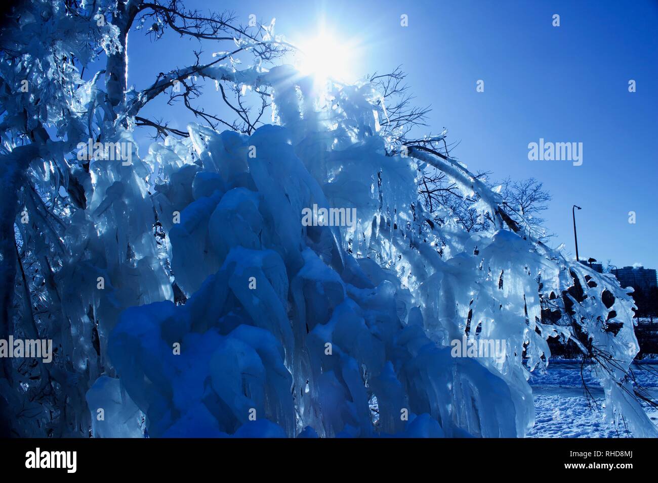 Polar Vortex frozen tree Stock Photo