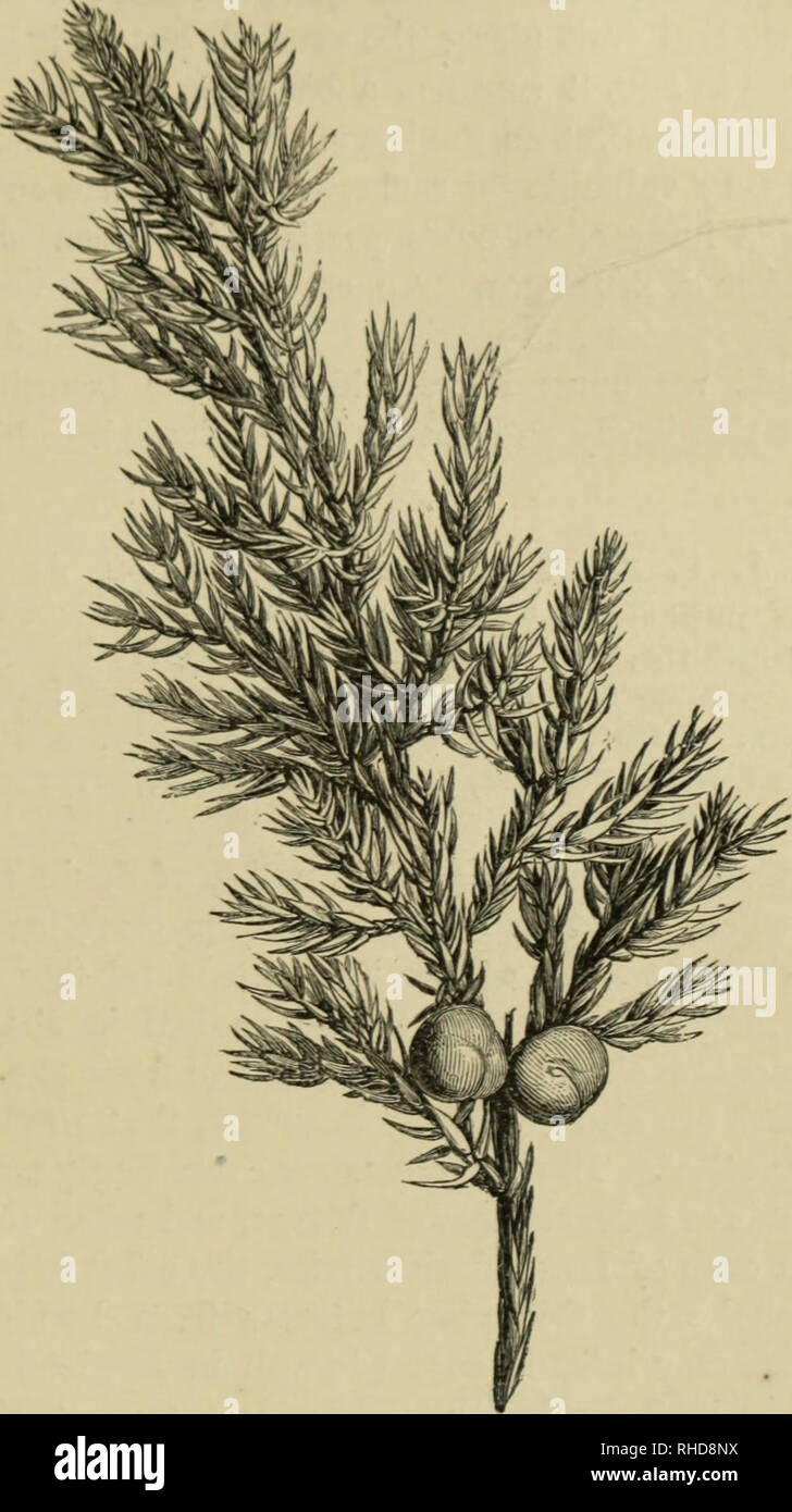 . The book of evergreens. A practical treatise on the Coniferæ, or cone-bearing plants. Conifers. THE CYPKESS SUB-FAMILY. 289. Fig. 36.—JUNIPERUS SQUAMATA. 13. Please note that these images are extracted from scanned page images that may have been digitally enhanced for readability - coloration and appearance of these illustrations may not perfectly resemble the original work.. Hoopes, Josiah, 1832-1904. New York : Orange Judd &amp; company Stock Photo