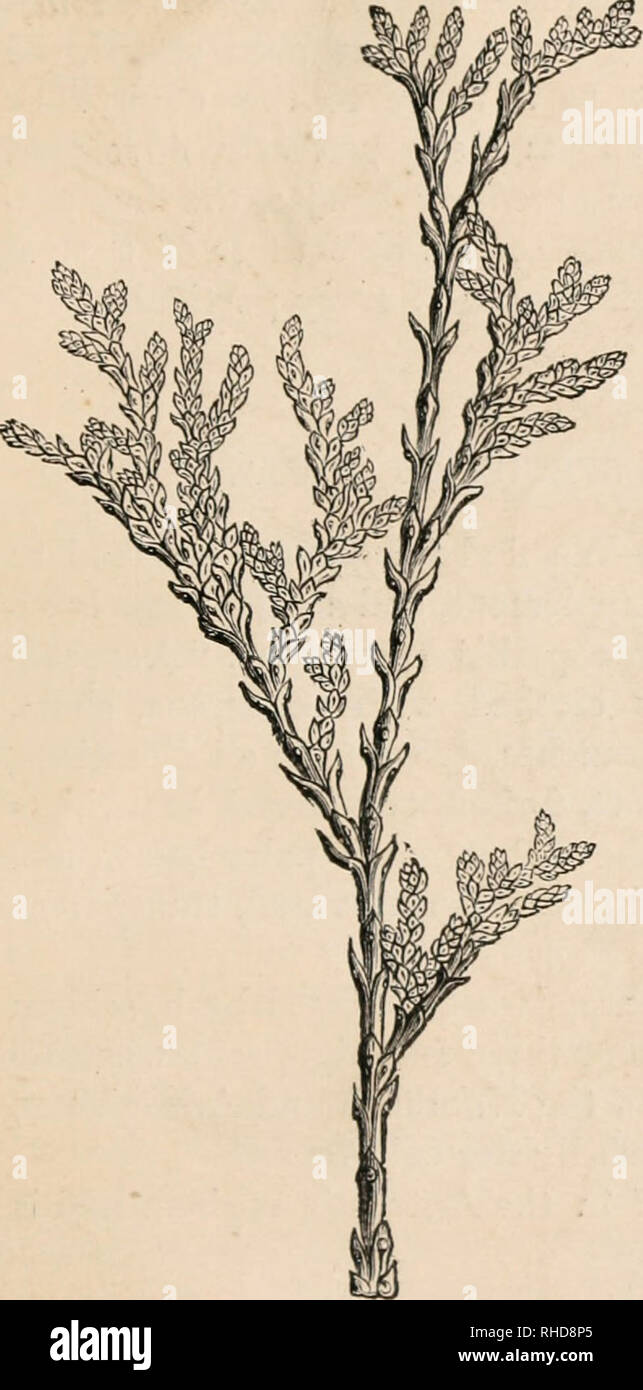 . The book of evergreens, a practical treatise on the coniferae, or cone-bearing plants. Evergreens; Coniferae. THE CYPRESS SUB-FAMILY. 325 time apparently disappear, and are succeeded by the second system, or what are generally known as the perfect leaves. These are ultimately followed by modified leaves in the form of bracts, scales, involucres, &amp;c., Avhich consti- tute the third and last system, a 7) Figure 42 shoAvs a small sprig of the var. ericoides, in Avhich all the leaves are heath-like, and quite unlike those of the usual form. In this variety the fo- liage remains in the cataphy Stock Photo