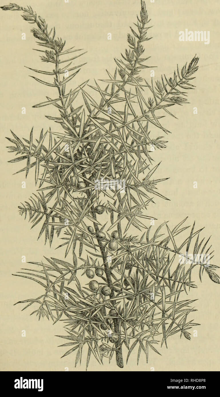 . The book of evergreens. A practical treatise on the Coniferæ, or cone-bearing plants. Conifers. TUK CYPRESS SUB-FAMILY. 271. Fig. 34:.—juOTPEiius coMinjxis.. Please note that these images are extracted from scanned page images that may have been digitally enhanced for readability - coloration and appearance of these illustrations may not perfectly resemble the original work.. Hoopes, Josiah, 1832-1904. New York : Orange Judd &amp; company Stock Photo