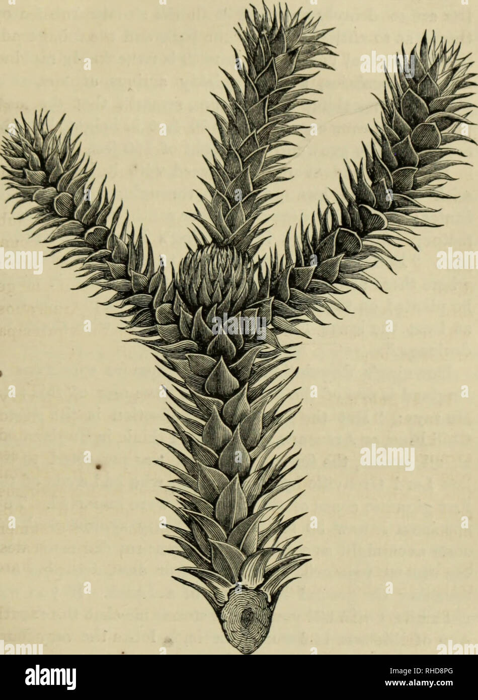 . The book of evergreens. A practical treatise on the Coniferæ, or cone-bearing plants. Conifers. THE PINE SUB-FASnLY. 2G1. Fig. 32.—ARAUCARIA IMBRICATA.. Please note that these images are extracted from scanned page images that may have been digitally enhanced for readability - coloration and appearance of these illustrations may not perfectly resemble the original work.. Hoopes, Josiah, 1832-1904. New York : Orange Judd &amp; company Stock Photo