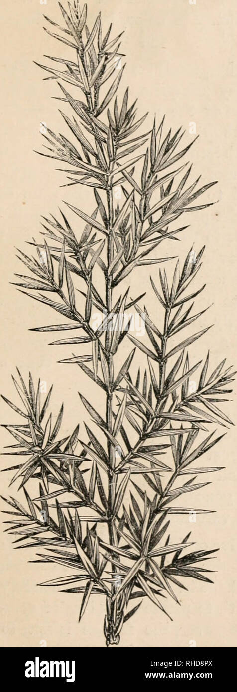 . The book of evergreens, a practical treatise on the coniferae, or cone-bearing plants. Evergreens; Coniferae. THE CYPRESS SUB-FAMILY. 297 distantly disposed, sproadino; or glaucous-green in color. Branches numerous, s^^^'C^ding, incurved, catkins very- numerous, bright yellow color, and covering the plant with their golden hued pollen at maturity. JBertile pla)it, leaves, small,scale-formed, loose- ly imbricated, and plac- ed binately. Branch- es, numerous, spread- ing;, drooping, somewhat elender. Fruit small, variable in shape, gener- ally oblong, or spherical, one or two seeded, and of a  Stock Photo