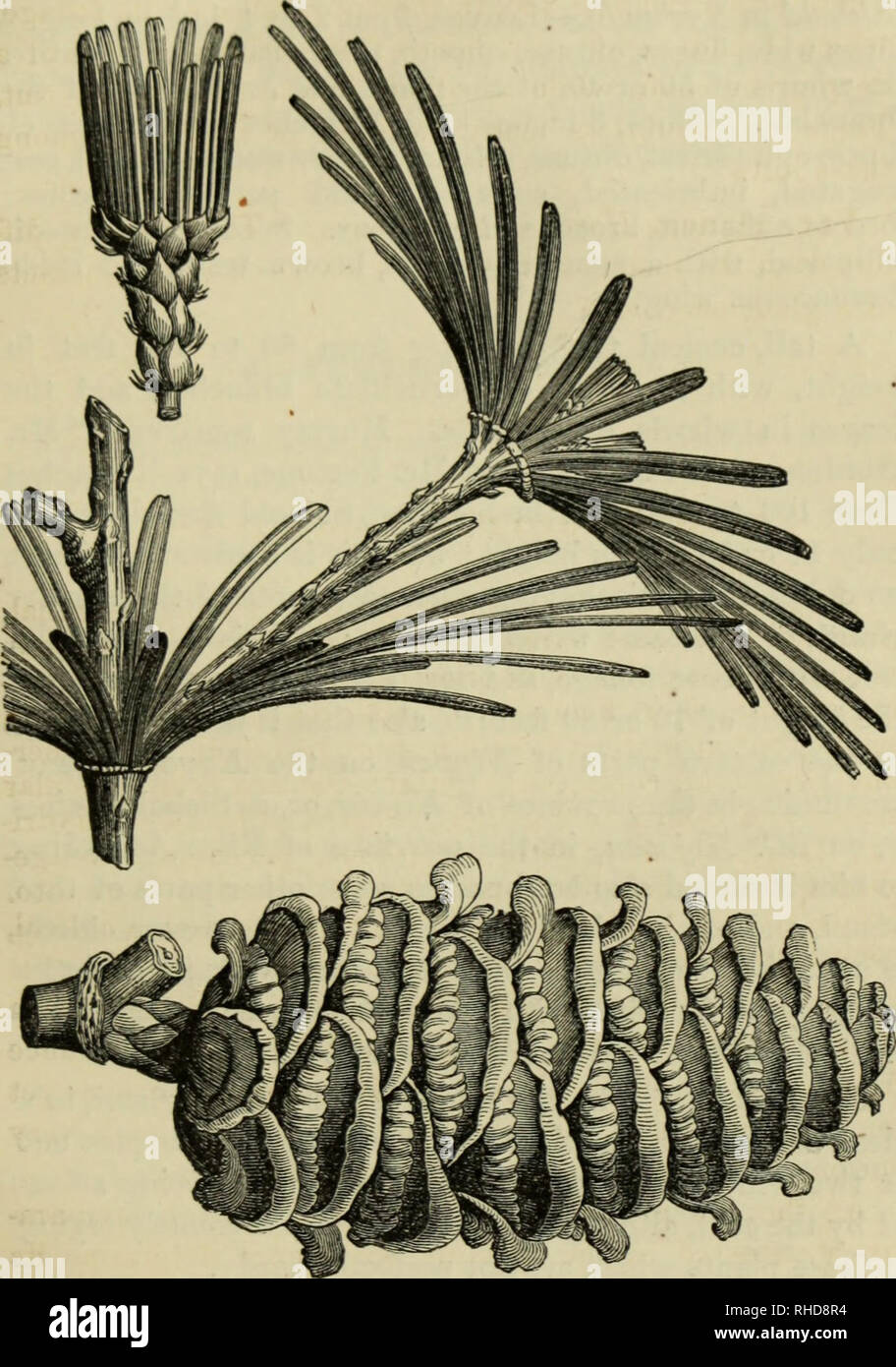. The book of evergreens. A practical treatise on the Coniferæ, or cone-bearing plants. Conifers. TIIK PINE SUB-FAMILY. 237. Fig. 28.—SCIADOPITYS VERTICILLATA.—LEAVES AND BUD ONE-HALF SIZE ; CONE OF NATURAL SIZE.. Please note that these images are extracted from scanned page images that may have been digitally enhanced for readability - coloration and appearance of these illustrations may not perfectly resemble the original work.. Hoopes, Josiah, 1832-1904. New York : Orange Judd &amp; company Stock Photo