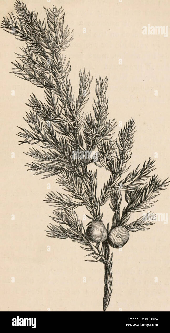 . The book of evergreens, a practical treatise on the coniferae, or cone-bearing plants. Evergreens; Coniferae. THE CYPKESS SUB-FAMILY. 289. Fig. 36.—JUXIPERUS SQCAMATA. 13. Please note that these images are extracted from scanned page images that may have been digitally enhanced for readability - coloration and appearance of these illustrations may not perfectly resemble the original work.. Hoopes, Josiah, 1832-1904. New York O. Judd Stock Photo