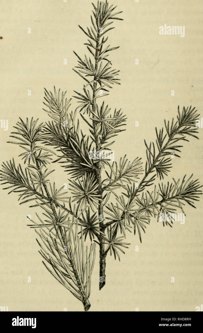 . The book of evergreens. A practical treatise on the Coniferæ, or cone-bearing plants. Conifers. 228 THE BOOK OF EVEBGREENS.. Fig. 25.-€£DBUS LIBAM, KEDUCED ONE-QUARTER.. Please note that these images are extracted from scanned page images that may have been digitally enhanced for readability - coloration and appearance of these illustrations may not perfectly resemble the original work.. Hoopes, Josiah, 1832-1904. New York : Orange Judd &amp; company Stock Photo