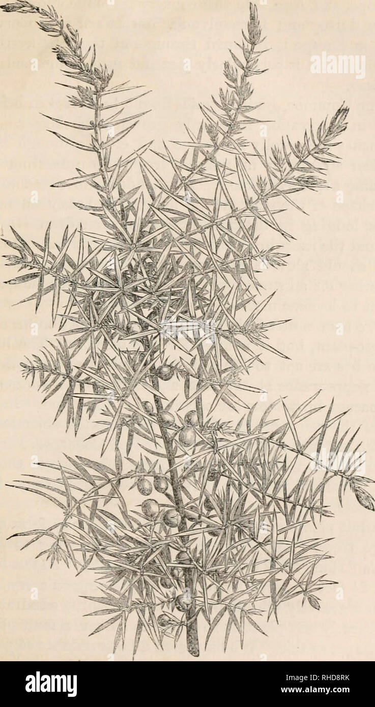 . The book of evergreens, a practical treatise on the coniferae, or cone-bearing plants. Evergreens; Coniferae. rUE CYPBUSS SUB-FAJUILY. 271. Fig. 34.—JTTNIPEUrS C0M:MTrNT3.. Please note that these images are extracted from scanned page images that may have been digitally enhanced for readability - coloration and appearance of these illustrations may not perfectly resemble the original work.. Hoopes, Josiah, 1832-1904. New York O. Judd Stock Photo