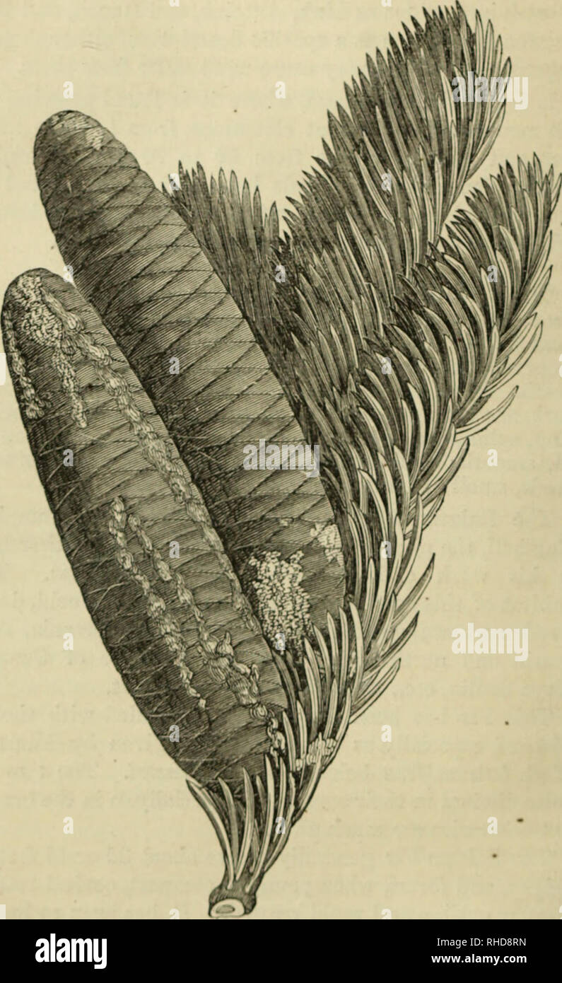 . The book of evergreens. A practical treatise on the Coniferæ, or cone-bearing plants. Conifers. 198 THE BOOK OF EVERGKEEXS.. Fig. 24.--ADIE8 DAL8AMEA, TWO IIIIICDS Tlli: NATURAL SIZE.. Please note that these images are extracted from scanned page images that may have been digitally enhanced for readability - coloration and appearance of these illustrations may not perfectly resemble the original work.. Hoopes, Josiah, 1832-1904. New York : Orange Judd &amp; company Stock Photo