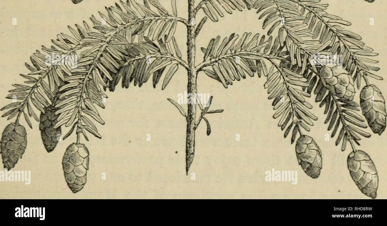 . The book of evergreens. A practical treatise on the Coniferæ, or cone-bearing plants. Conifers. Fig. 23.—ABIES CANADENSIS, ONE-HALF THE NATURAL SIZE.. Please note that these images are extracted from scanned page images that may have been digitally enhanced for readability - coloration and appearance of these illustrations may not perfectly resemble the original work.. Hoopes, Josiah, 1832-1904. New York : Orange Judd &amp; company Stock Photo