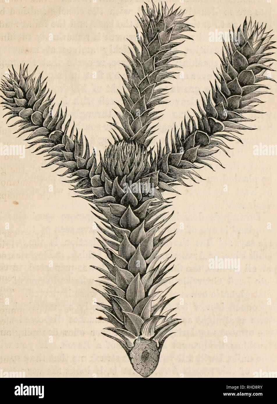 . The book of evergreens, a practical treatise on the coniferae, or cone-bearing plants. Evergreens; Coniferae. THE PINE SUB-FAMILY. 2G1. Fig. 38.—AEAUCABIA IMBBICATA.. Please note that these images are extracted from scanned page images that may have been digitally enhanced for readability - coloration and appearance of these illustrations may not perfectly resemble the original work.. Hoopes, Josiah, 1832-1904. New York O. Judd Stock Photo