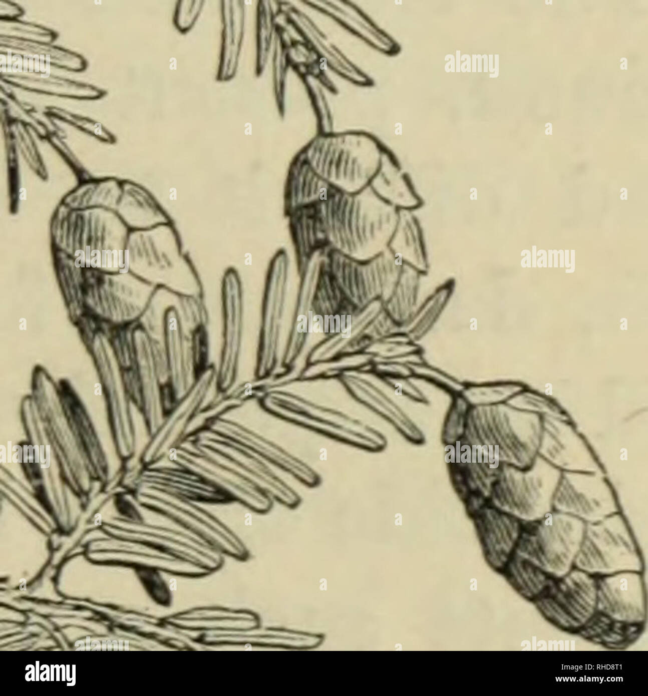 Cone Bearing Plants High Resolution Stock Photography and Images Alamy