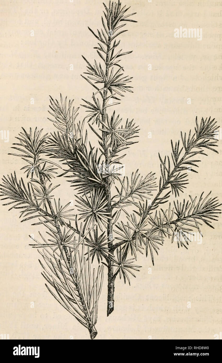 . The book of evergreens, a practical treatise on the coniferae, or cone-bearing plants. Evergreens; Coniferae. 228 THE BOOK OF EVERGREENS.. Fig. 25.—CEDRU3 LIBAXI, REDUCED ONE-QCARTER.. Please note that these images are extracted from scanned page images that may have been digitally enhanced for readability - coloration and appearance of these illustrations may not perfectly resemble the original work.. Hoopes, Josiah, 1832-1904. New York O. Judd Stock Photo