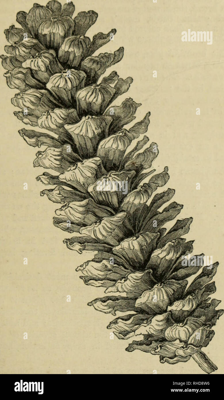 . The book of evergreens. A practical treatise on the Coniferæ, or cone-bearing plants. Conifers. THE PLNE SUB-FA^IILY. 129. Fig. 17.—PmUS EXCELSA, HALF THE NATURAL SIZE, FROM A SPECIMEN FRUITED BY A. FIOT, BETLEHEM, PA. 6*. Please note that these images are extracted from scanned page images that may have been digitally enhanced for readability - coloration and appearance of these illustrations may not perfectly resemble the original work.. Hoopes, Josiah, 1832-1904. New York : Orange Judd &amp; company Stock Photo