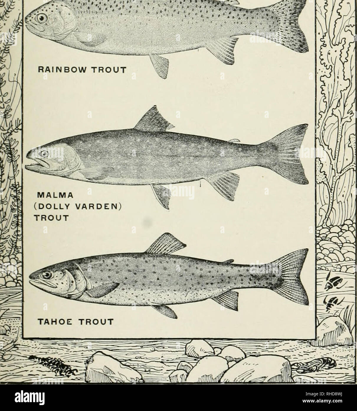 The book of fish and fishing : a complete compendium of practical advice to  guide those who angle for all fishes in fresh and salt water. Fishing.  POPULAR FRESH-WATER GAME FISH.