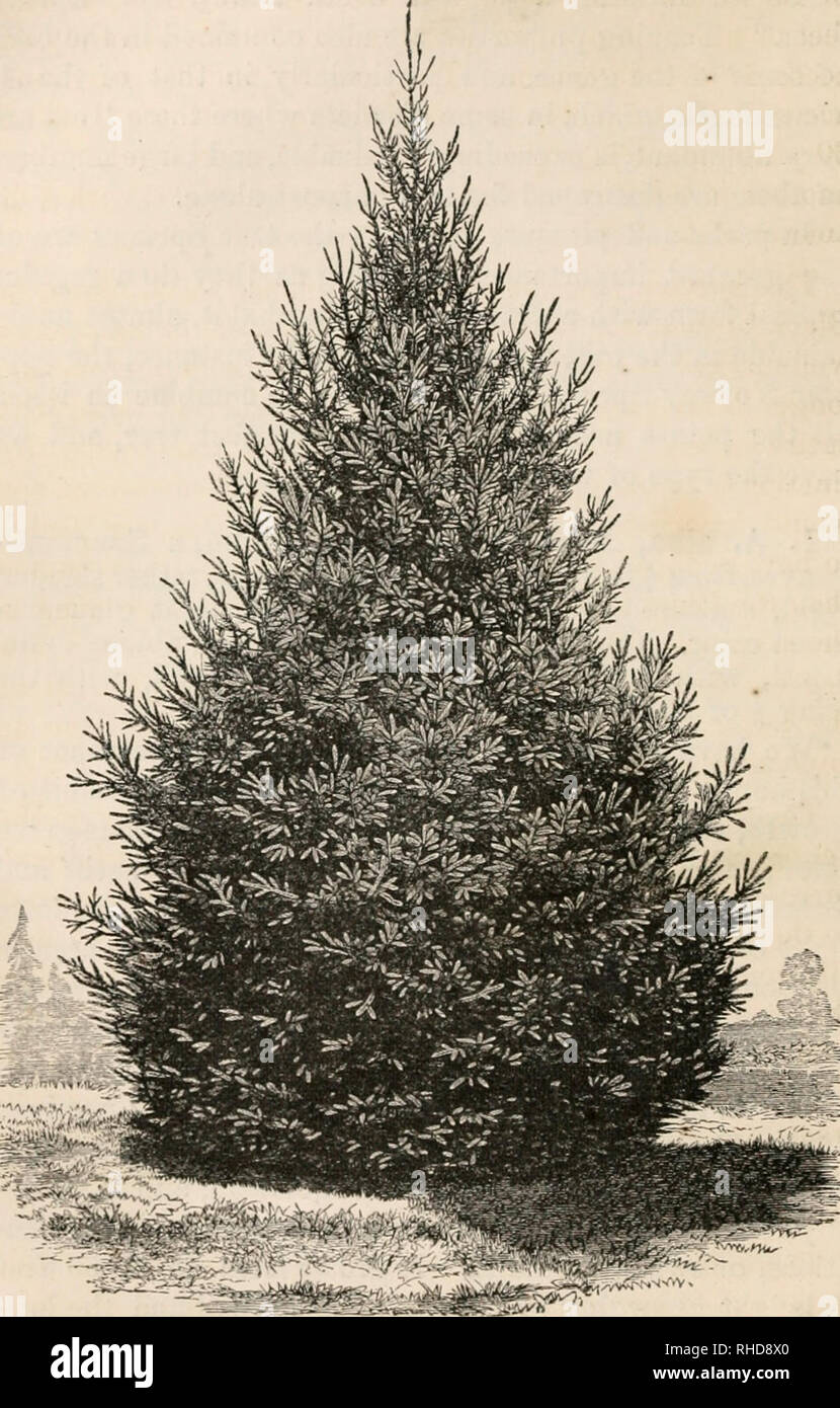 . The book of evergreens, a practical treatise on the coniferae, or cone-bearing plants. Evergreens; Coniferae. 158 THE BOOK OF EVERGREENS.. Fig. 20.—WHITE SPRUCE—ABIES ALBA.—FUOM A PHOTOGKAPH OF A SPECIMEN, 20 FEET HIGH, IN THE AUTUOU's COLLECTION.. Please note that these images are extracted from scanned page images that may have been digitally enhanced for readability - coloration and appearance of these illustrations may not perfectly resemble the original work.. Hoopes, Josiah, 1832-1904. New York O. Judd Stock Photo