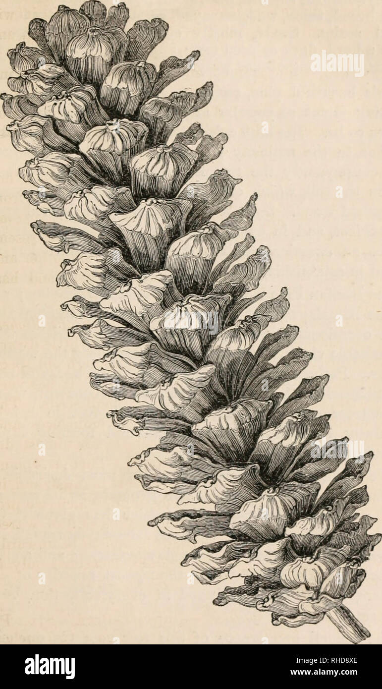 . The book of evergreens, a practical treatise on the coniferae, or cone-bearing plants. Evergreens; Coniferae. THE PIXli SUB-FAJJLLY. 129. Fig. 17.—^PINUS EXCELSA, HALF THE NATURAL SIZE, FROil A SPECIMEN FRUITED BY A. FIOT, BETLEUEM, PA. 6*. Please note that these images are extracted from scanned page images that may have been digitally enhanced for readability - coloration and appearance of these illustrations may not perfectly resemble the original work.. Hoopes, Josiah, 1832-1904. New York O. Judd Stock Photo
