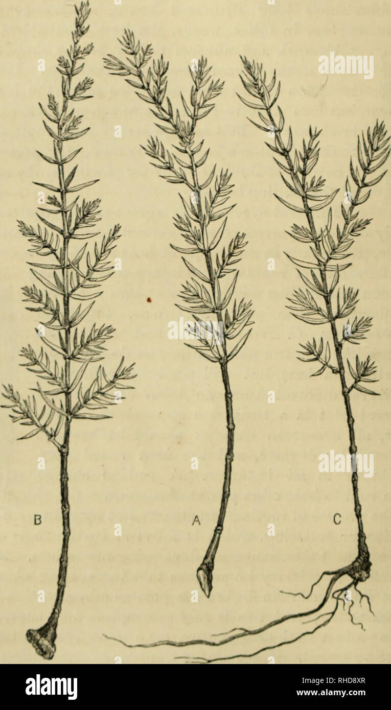 . The book of evergreens. A practical treatise on the Coniferæ, or cone-bearing plants. Conifers. 40 THE BOOK OF EVERGKEENS.. Fig. 5.—I'UOrAUATlON DY CUTTINOS.—A, CUTTINO rUEl'AUlil) ; ii, nii: SAME CALLCSED; C, THE UOOTS FOItMlNO.. Please note that these images are extracted from scanned page images that may have been digitally enhanced for readability - coloration and appearance of these illustrations may not perfectly resemble the original work.. Hoopes, Josiah, 1832-1904. New York : Orange Judd &amp; company Stock Photo