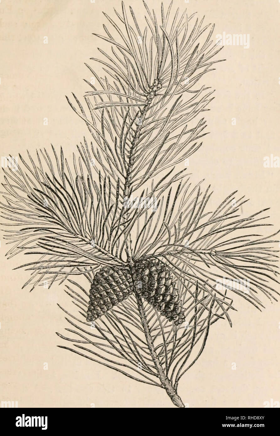 . The book of evergreens, a practical treatise on the coniferae, or cone-bearing plants. Evergreens; Coniferae. THE PIXE SUB-FAMILY. 105 of eighty feet and iipwai'ds, and is frequently four or five feet in diameter; whilst as it approaches the extreme lim-. Fijr. 14.—PINTS SYLVESTRIS. its of arborescent vegetation, it dwindles down to a mere straggling shrub.. Please note that these images are extracted from scanned page images that may have been digitally enhanced for readability - coloration and appearance of these illustrations may not perfectly resemble the original work.. Hoopes, Josiah,  Stock Photo