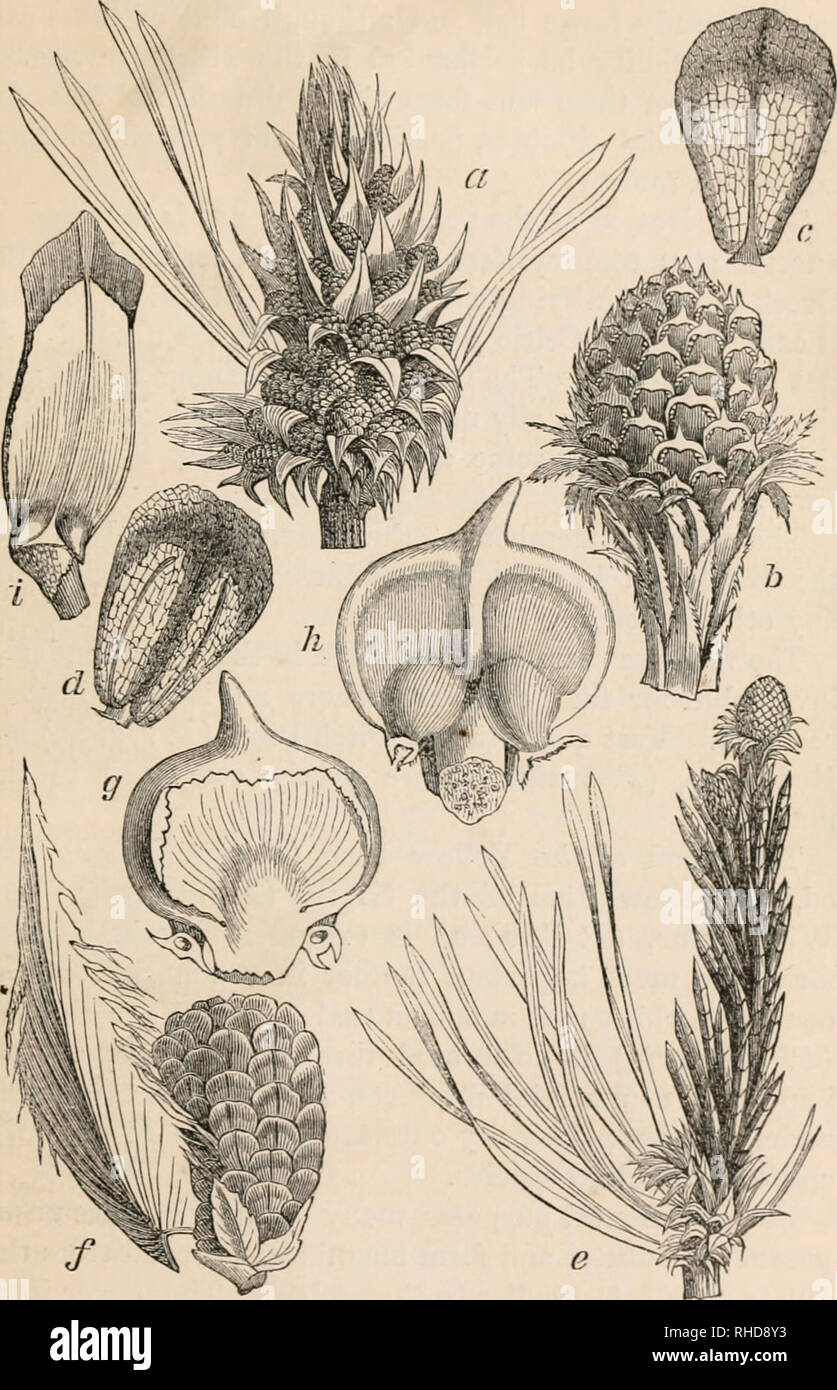 . The book of evergreens, a practical treatise on the coniferae, or cone-bearing plants. Evergreens; Coniferae. THE PIXE SUB-F.VillLY. 75. Fig. 13.—FLOWERS OF PINTS STLVESTRIS, TO ILLUSTRATE THE INFLOEE3CEXCE OF THE PINE SUB-FAMILY—ABIETINE^.. Please note that these images are extracted from scanned page images that may have been digitally enhanced for readability - coloration and appearance of these illustrations may not perfectly resemble the original work.. Hoopes, Josiah, 1832-1904. New York O. Judd Stock Photo