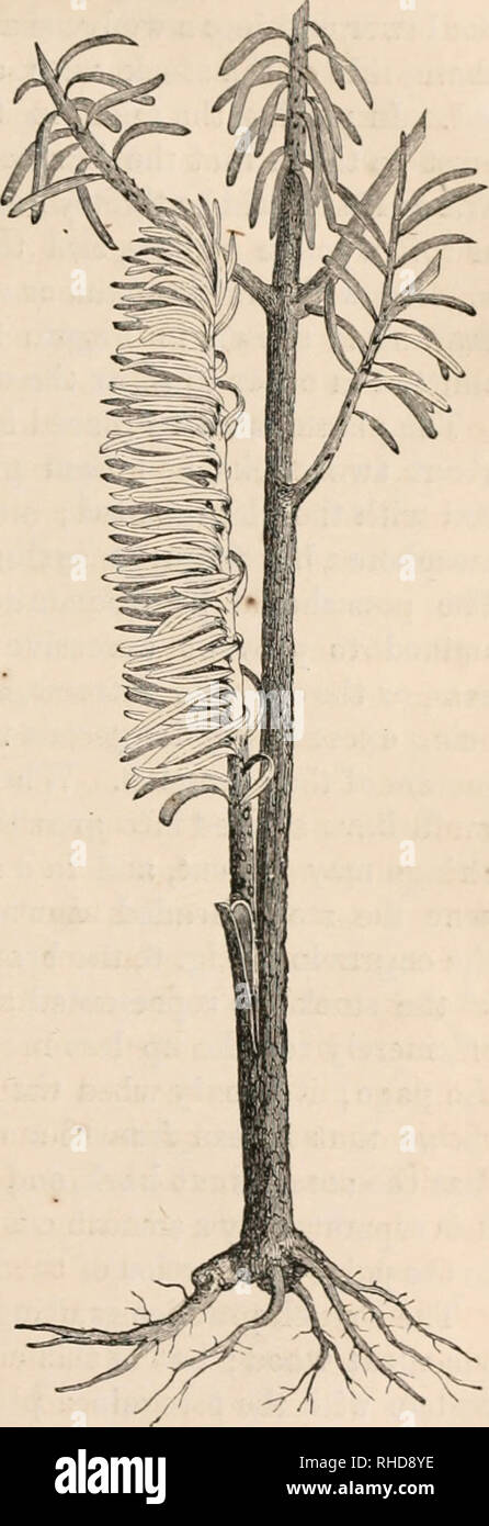 . The book of evergreens, a practical treatise on the coniferae, or cone-bearing plants. Evergreens; Coniferae. PKOPAGATIOX. 43 we find that this and the P. excelsa, F, Lambertiana, P. monticola, and others, have many pccuHarities in common. They haAe each live leaves in a sheath, and are simiLar in appearance. Their cones are long, with the scales not thickened at the apex. The habit of the trees is also much alike. The White Pine serves as a stock for all these. So Avith the Scotch Pine, {Finns sylvestris), Avhich is suited as a stock to the related species P. Banksiana^ P. pumilio, P. 2y^in Stock Photo