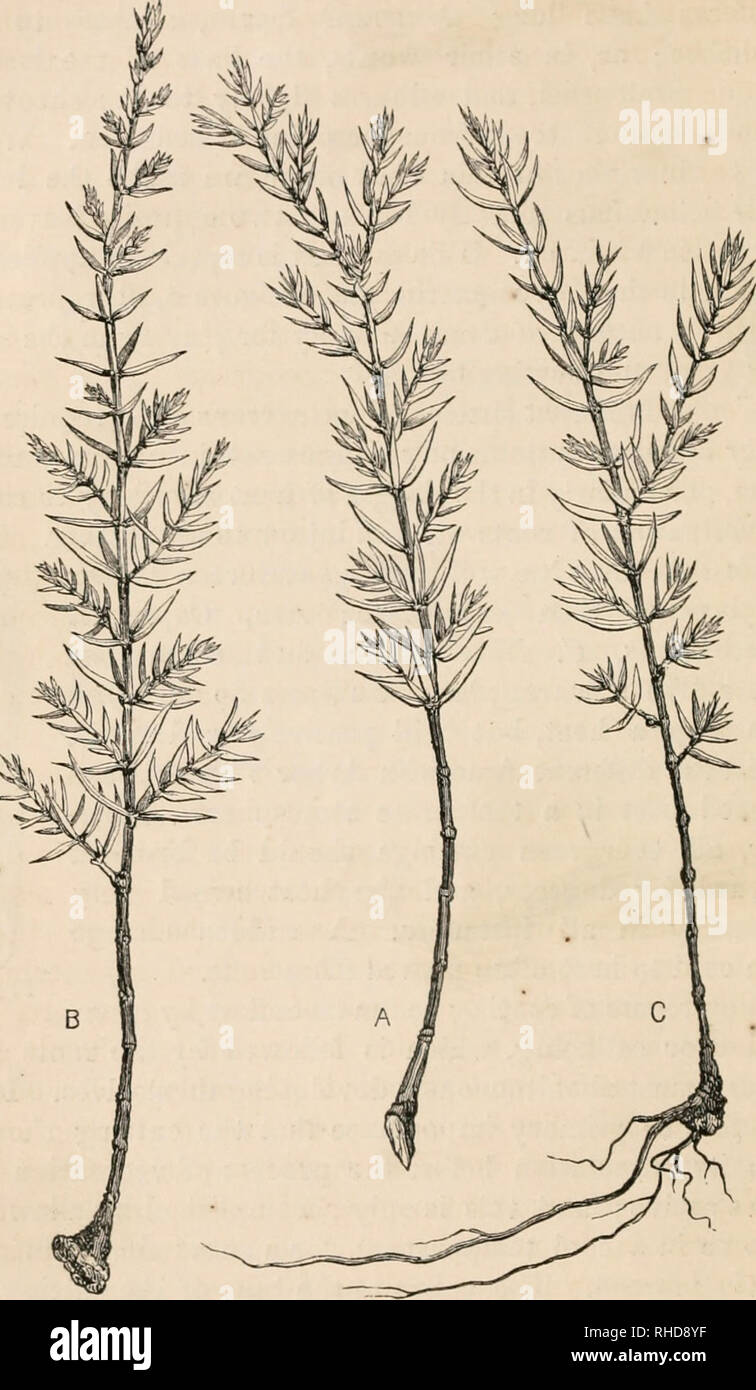. The book of evergreens, a practical treatise on the coniferae, or cone-bearing plants. Evergreens; Coniferae. 40 THE BOOK OF EVERGKEENS.. Yla-. 5.—PROPAGATION BY CUTTINGS.—A, CUTTING PREPAKED ; B, THE SAME CALLUSED; C, the ROOTS FORMING.. Please note that these images are extracted from scanned page images that may have been digitally enhanced for readability - coloration and appearance of these illustrations may not perfectly resemble the original work.. Hoopes, Josiah, 1832-1904. New York O. Judd Stock Photo
