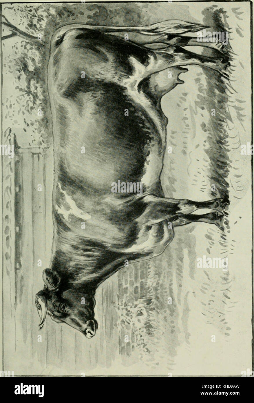 . The book of the dairy : a manual of the science and practice of dairy work. Dairying. . Please note that these images are extracted from scanned page images that may have been digitally enhanced for readability - coloration and appearance of these illustrations may not perfectly resemble the original work.. Fleischmann, Wilhelm, 1837-1920. London : Blackie Stock Photo