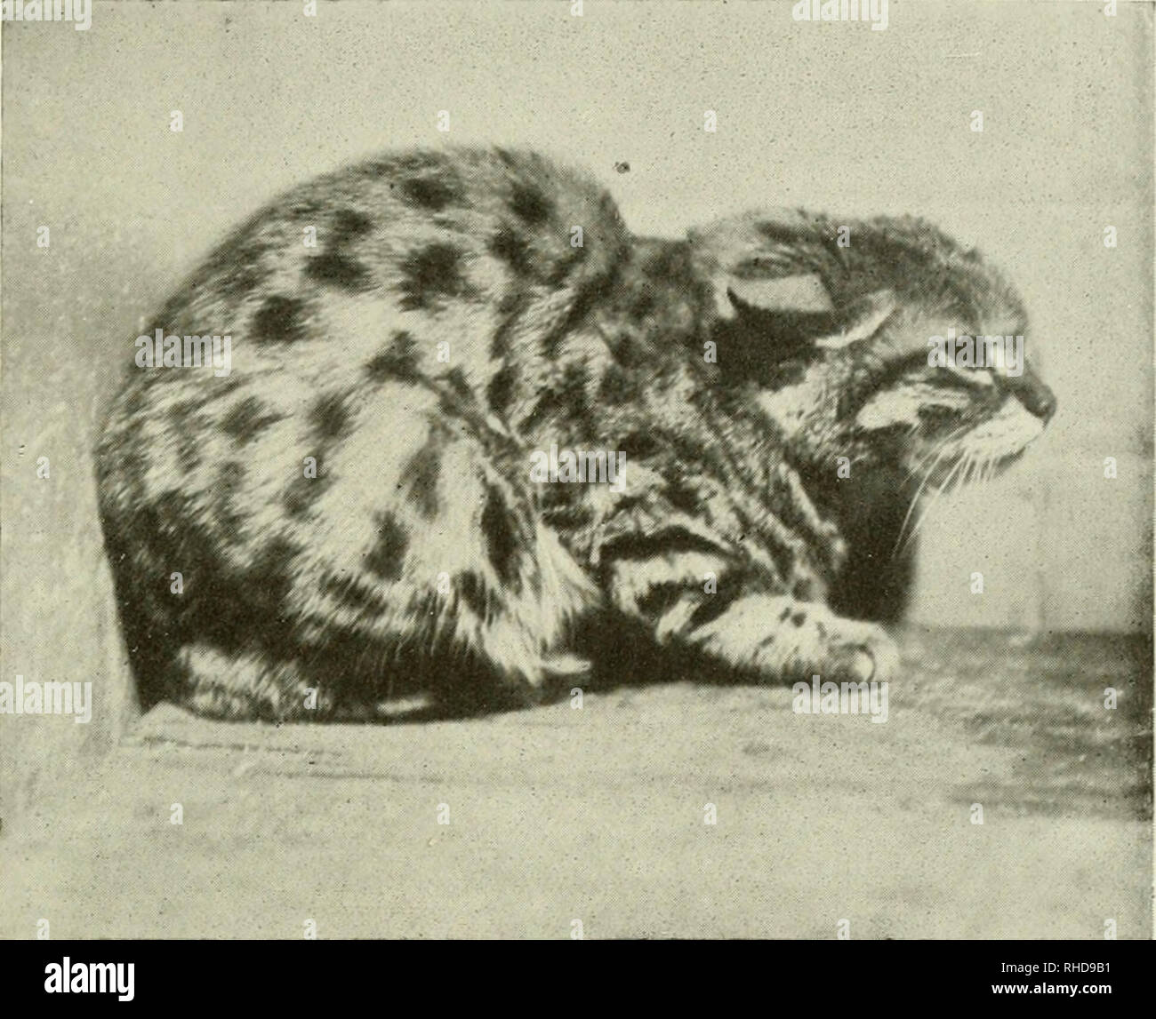 The book of the animal kingdom. Mammals; Mammals. FIG. 242. BLACK-FOOTED  CAT. Please note that these images are extracted from scanned page images  that may have been digitally enhanced for readability -