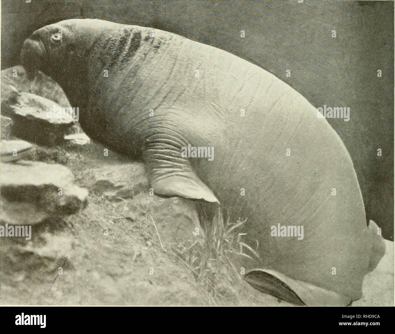 Marine Wildlife 1892 Walrus and Seals Original Antique Engraving 10 x 12 inches Wall Decor Available Framed