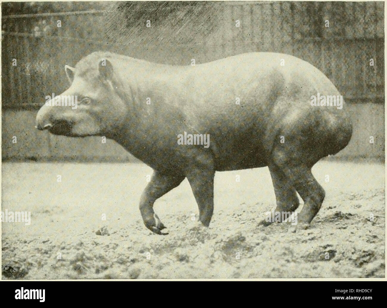 The book of the animal kingdom. Mammals; Mammals. FIG. 234.—BRAZILIAN TAPIR. Please note that these images are extracted from scanned page images that may have been digitally enhanced for readability - The book of the animal kingdom. Mammals; Mammals. FIG. 234.—BRAZILIAN TAPIR. Please note that these images are extracted from scanned page images that may have been digitally enhanced for readability -