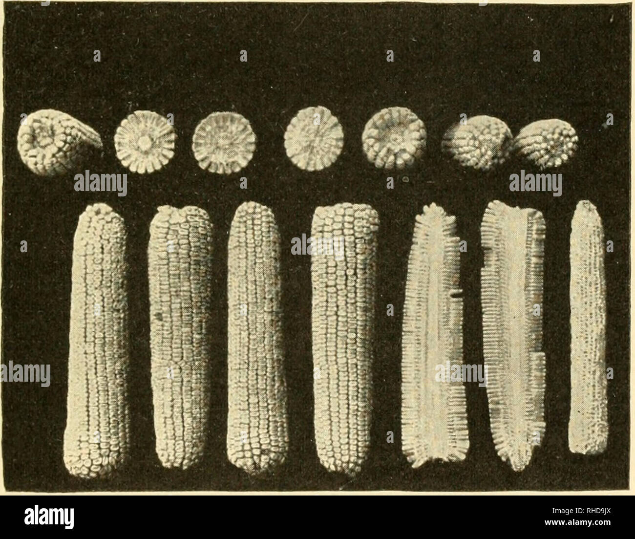 . The book of corn;. Corn. BOTANY AND VARIETIES 25 years of selection ...