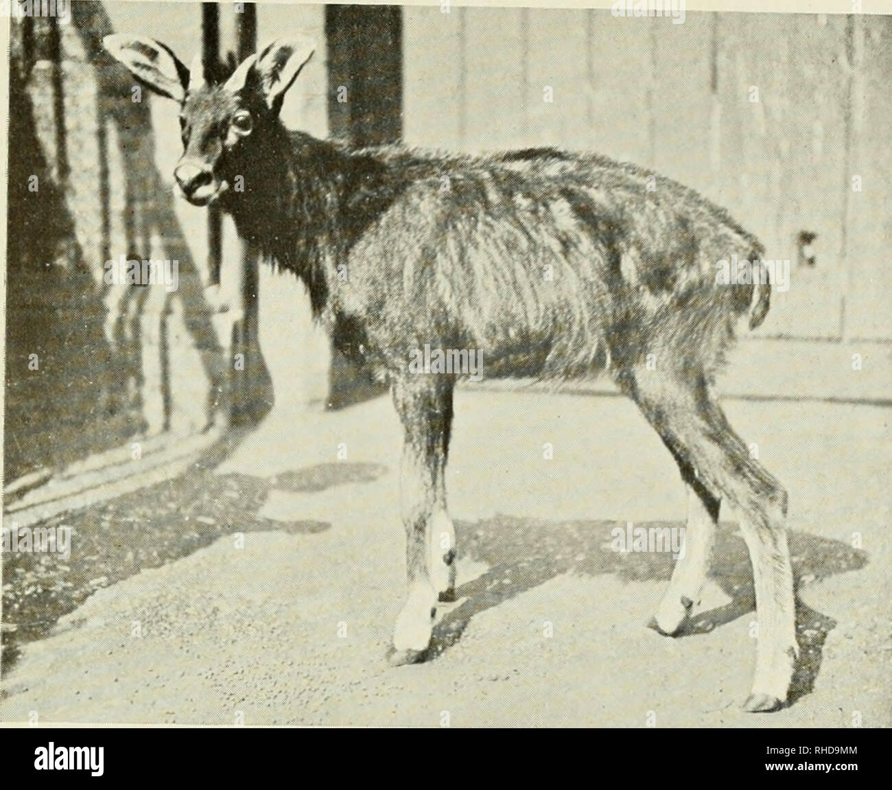 The book of the animal kingdom. Mammals; Mammals. FIG. 188. HIMALAYAN  SEROW, OR GOAT-ANTELOPE. Please note that these images are extracted from  scanned page images that may have been digitally enhanced