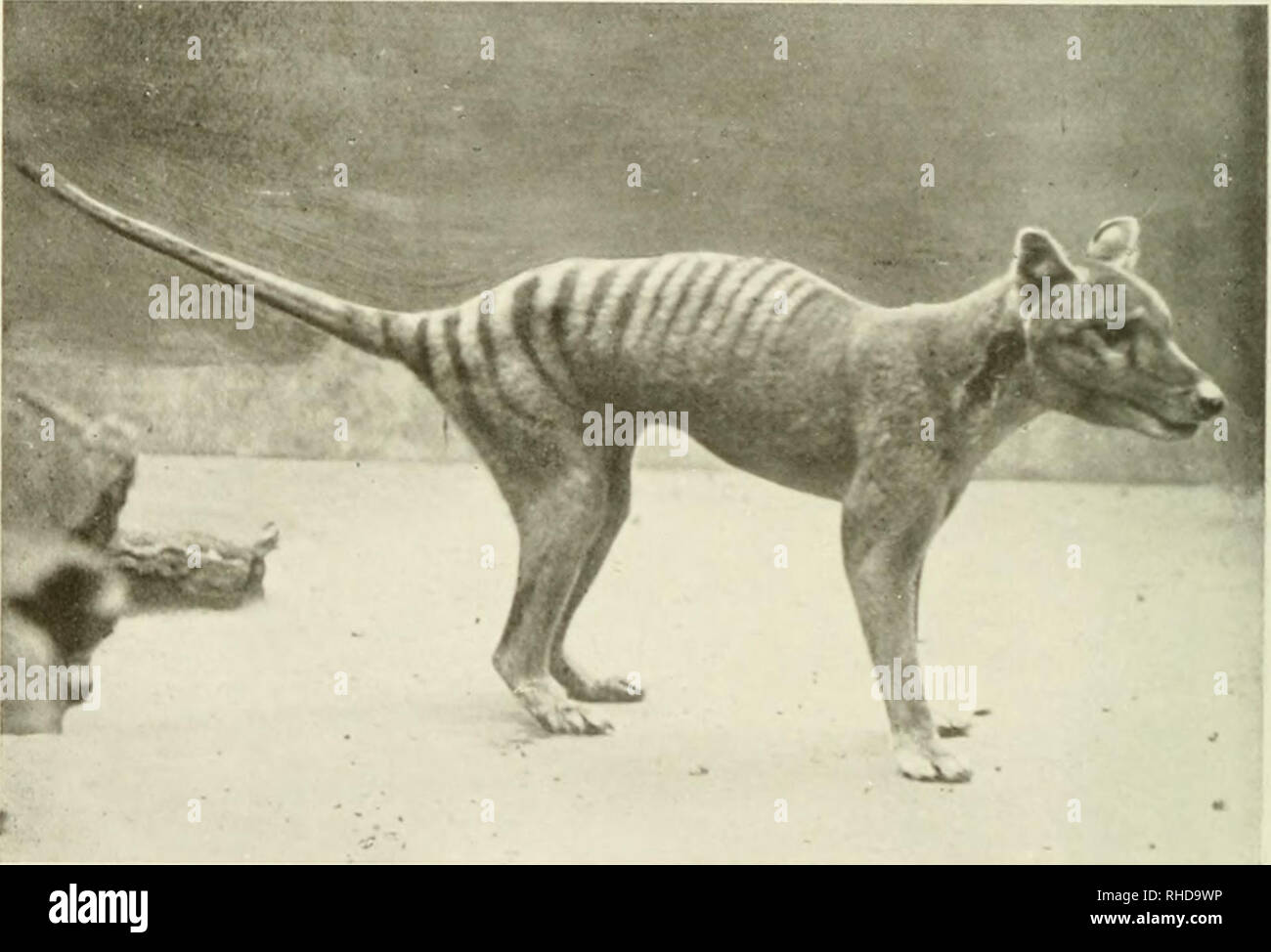 The book of the animal kingdom. Mammals; Mammals. FIG. I v8. WOMBAT. FIG.  159.—TASMANIAN WOLF, OR TIGER. Please note that these images are extracted  from scanned page images that may have