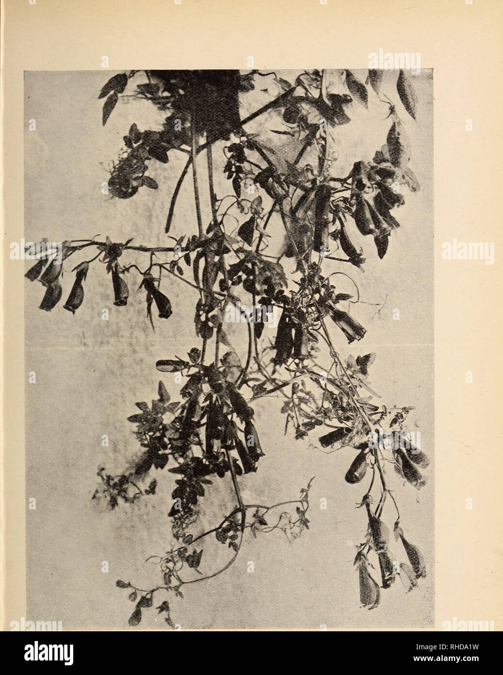 . The book of climbing plants and wall shrubs. . ECCREMOCARPUS SCABER {Photo by J. L. Richmond). Please note that these images are extracted from scanned page images that may have been digitally enhanced for readability - coloration and appearance of these illustrations may not perfectly resemble the original work.. Arnott, S. [from old catalog]. London and New York, J. Lane Stock Photo