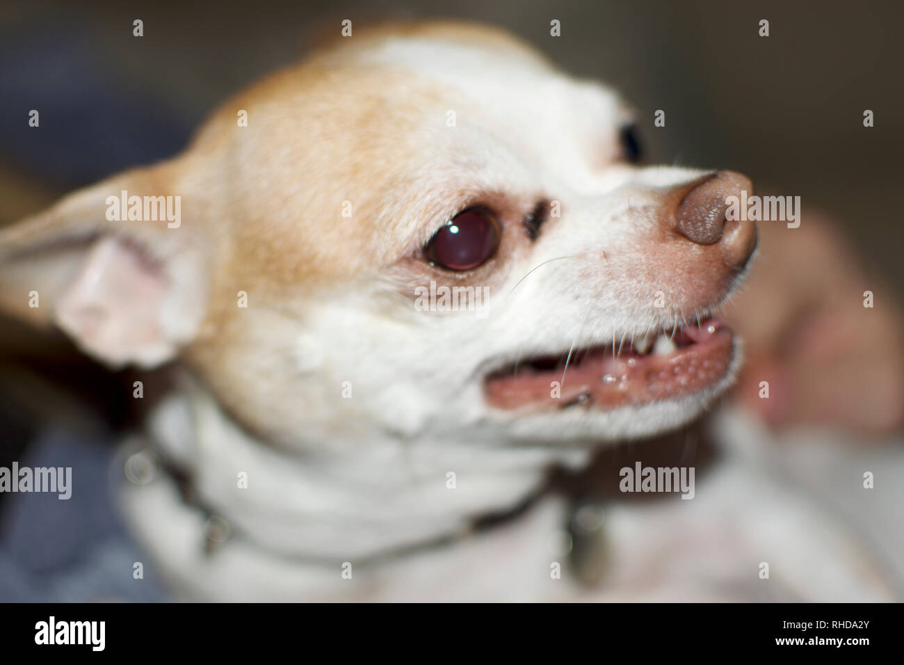 A white Chihuahua growling Stock Photo