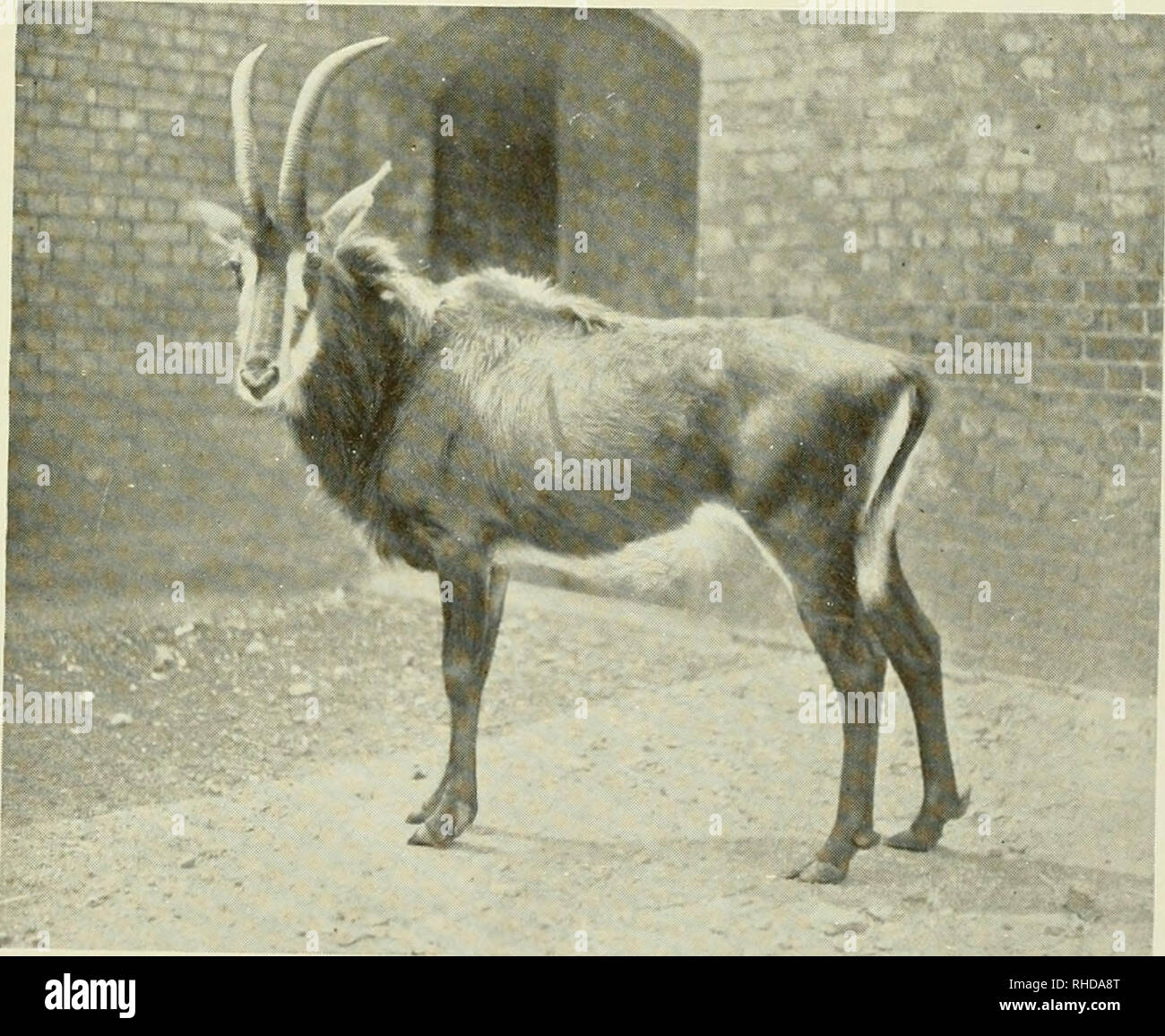 The book of the animal kingdom. Mammals; Mammals. FIG. 85. PRONG-HORNED ANTELOPES. FIG. 86. SABLE ANTELOPE. Please note that these images are extracted from scanned page images that may have been The book of the animal kingdom. Mammals; Mammals. FIG. 85. PRONG-HORNED ANTELOPES. FIG. 86. SABLE ANTELOPE. Please note that these images are extracted from scanned page images that may have been