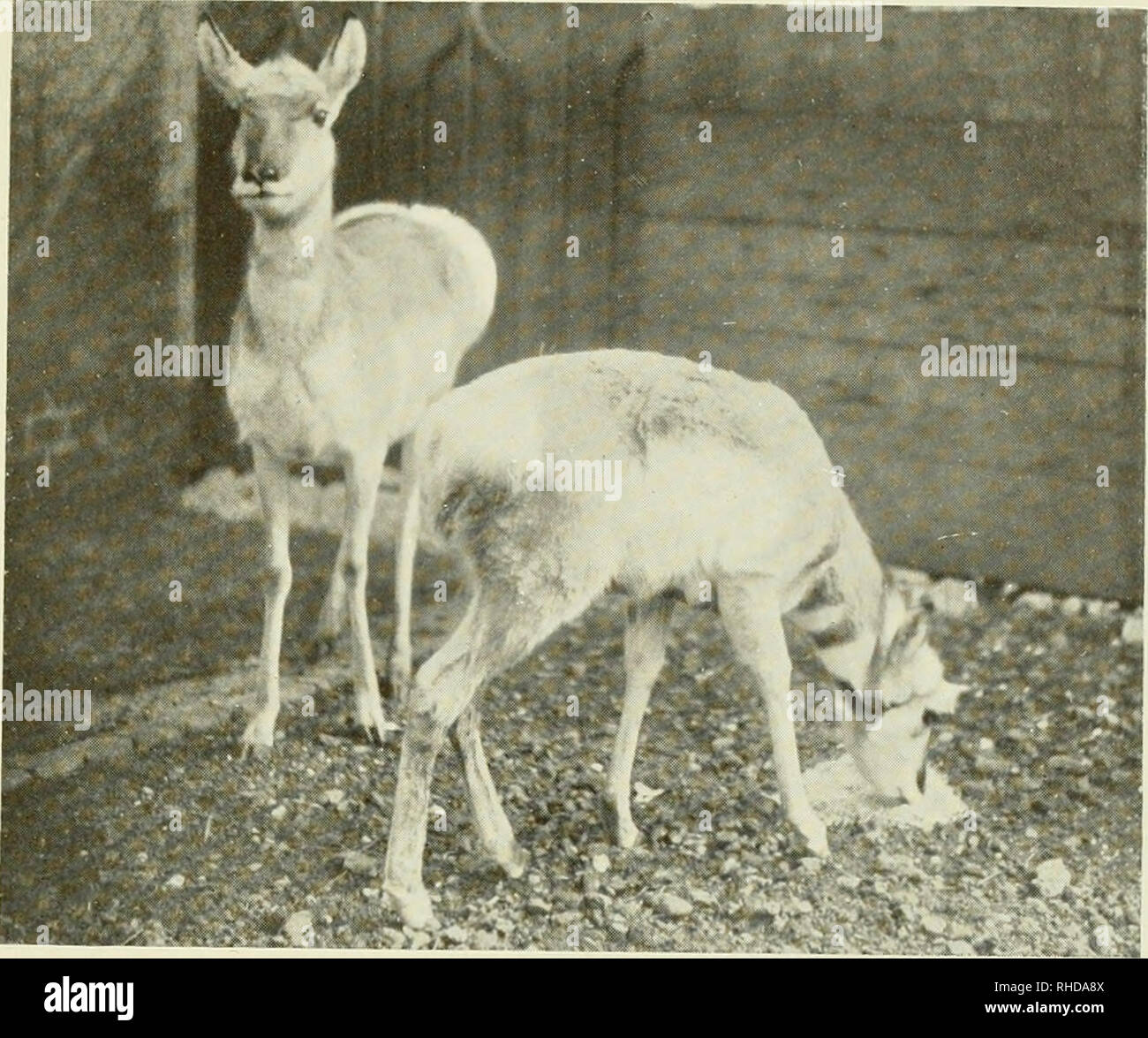 The book of the animal kingdom. Mammals; Mammals. FIG. 85. PRONG-HORNED  ANTELOPES. Please note that these images are extracted from scanned page  images that may have been digitally enhanced for readability -