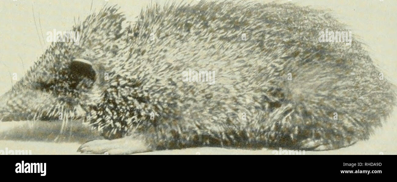 Common tenrec hi-res stock photography and images - Alamy
