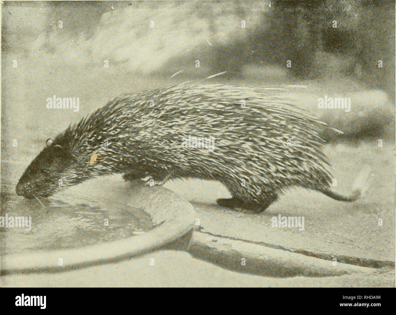 The book of the animal kingdom. Mammals; Mammals. FIG. 7-?.—CRESTED PORCUPINE. FIG. 74. BRUSH-TAILED PORCUPINE. Please note that these images are extracted from scanned page images that may have been digitally The book of the animal kingdom. Mammals; Mammals. FIG. 7-?.—CRESTED PORCUPINE. FIG. 74. BRUSH-TAILED PORCUPINE. Please note that these images are extracted from scanned page images that may have been digitally