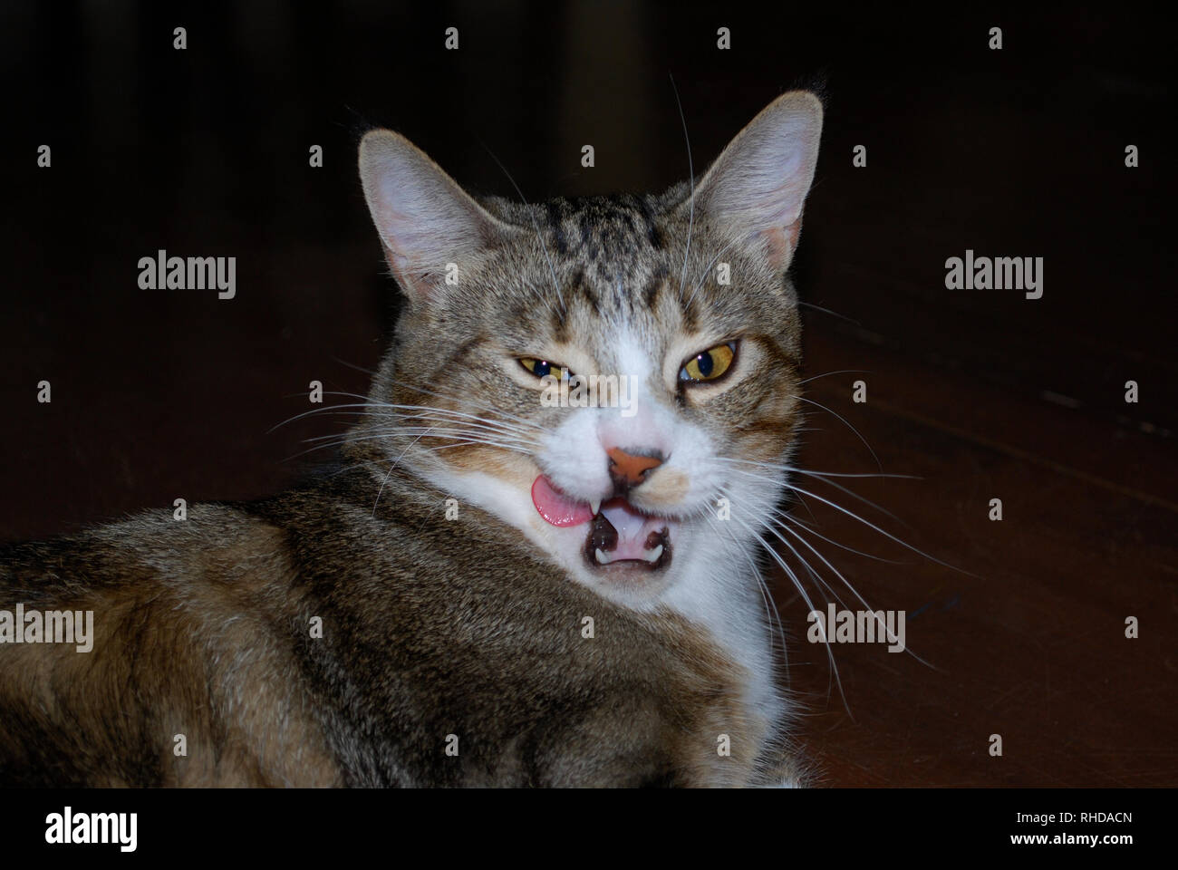 Feline teeth cleaning hires stock photography and images Alamy