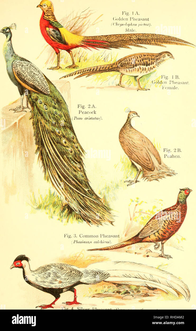 . A book of birds. Birds. Platk XI. Fig. I A. (ii)ldeii Piieasant ('/ir-i/ii/iiph)tK iii&lt;'li/,&lt;j. Male.. Fig. 4. Silver Pheasant tOenwiim nt/cilie&gt;uerns).. Please note that these images are extracted from scanned page images that may have been digitally enhanced for readability - coloration and appearance of these illustrations may not perfectly resemble the original work.. Pycraft, William Playne. London, Sidney Appleton Stock Photo