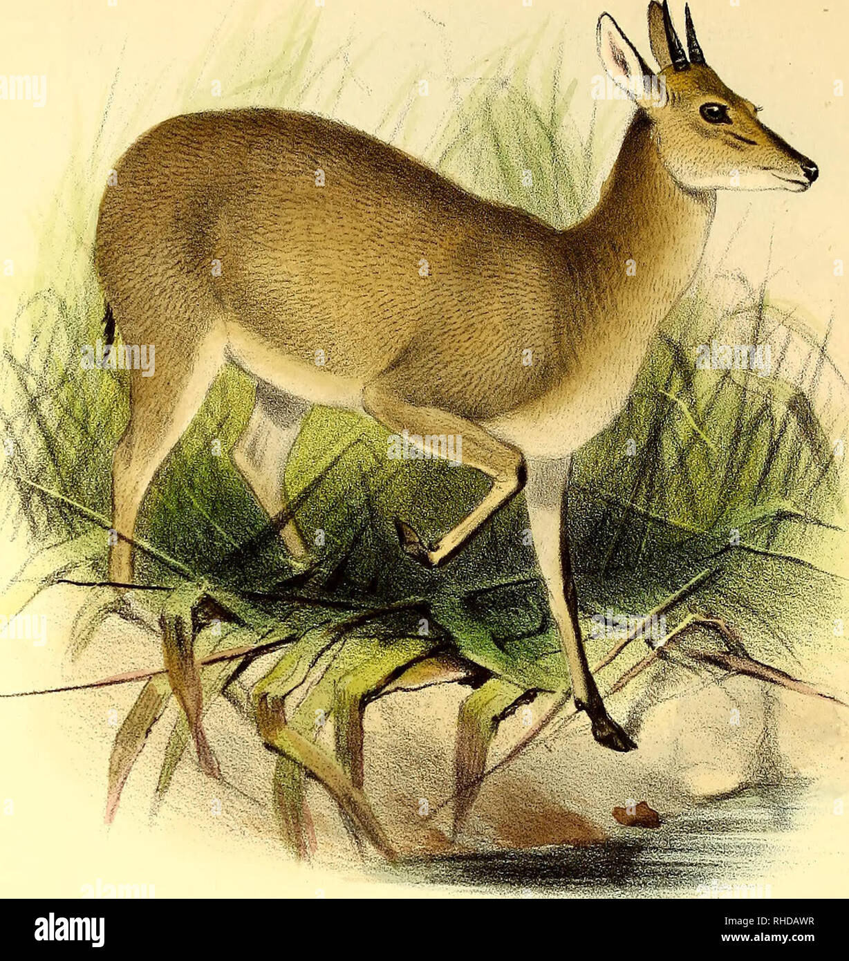 . The book of antelopes. Antelopes. THE BOOK OF ANTELOPES ,PL .XXIII.. Please note that these images are extracted from scanned page images that may have been digitally enhanced for readability - coloration and appearance of these illustrations may not perfectly resemble the original work.. Sclater, Philip Lutley, 1829-1913; Thomas, Oldfield, 1858-1929; Wolf, Joseph, 1820-1899, ill; Williams, Alpheus F. , former owner. DSI; National Zoological Park (U. S. ), former owner. DSI; Russell E. Train Africana Collection (Smithsonian Institution. Libraries) DSI. London : R. H. Porter Stock Photo