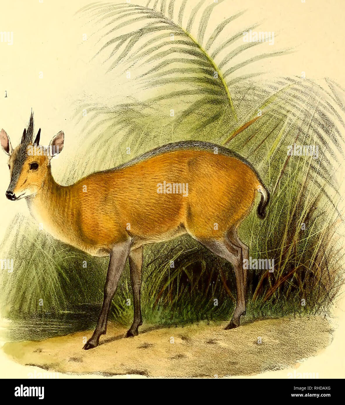 . The book of antelopes. Antelopes. THE BOOK OF ANTELOPES PL.XIX nit lit/,. Please note that these images are extracted from scanned page images that may have been digitally enhanced for readability - coloration and appearance of these illustrations may not perfectly resemble the original work.. Sclater, Philip Lutley, 1829-1913; Thomas, Oldfield, 1858-1929; Wolf, Joseph, 1820-1899, ill; Williams, Alpheus F. , former owner. DSI; National Zoological Park (U. S. ), former owner. DSI; Russell E. Train Africana Collection (Smithsonian Institution. Libraries) DSI. London : R. H. Porter Stock Photo