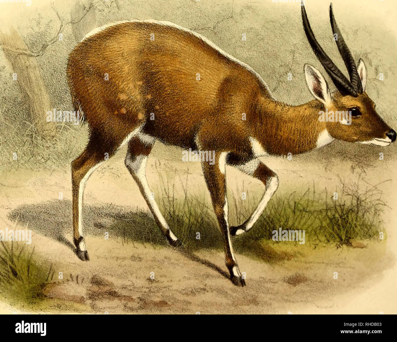 The book of antelopes. Antelopes. THE BOOK OF ANTELOPES,PL XC. %-. â .,.  iSmil del.ei' litk . Pig 1. Cumrmng's Bush- bok . TRAGELAPHUS ROUALEYNl Tig  2.The Cape Bush-bok. TRAGELAPHUS SYLVATICUS