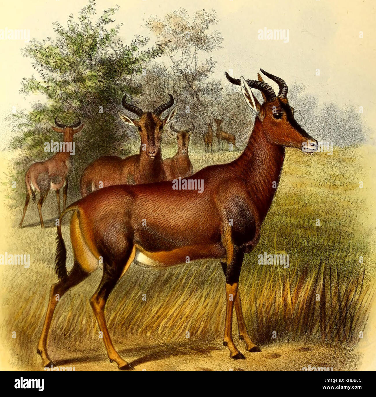 . The book of antelopes. Antelopes. THE BOOK OF ATMTETOPES.PL.X.. &lt;!4^^Mfl Wclf M Smit UtA The Sassaiy. DAMALISCUS LUNATUS Published IjfREPorUr. Please note that these images are extracted from scanned page images that may have been digitally enhanced for readability - coloration and appearance of these illustrations may not perfectly resemble the original work.. Sclater, Philip Lutley, 1829-1913; Thomas, Oldfield, 1858-1929; Wolf, Joseph, 1820-1899, ill; Williams, Alpheus F. , former owner. DSI; National Zoological Park (U. S. ), former owner. DSI; Russell E. Train Africana Collection (Smi Stock Photo