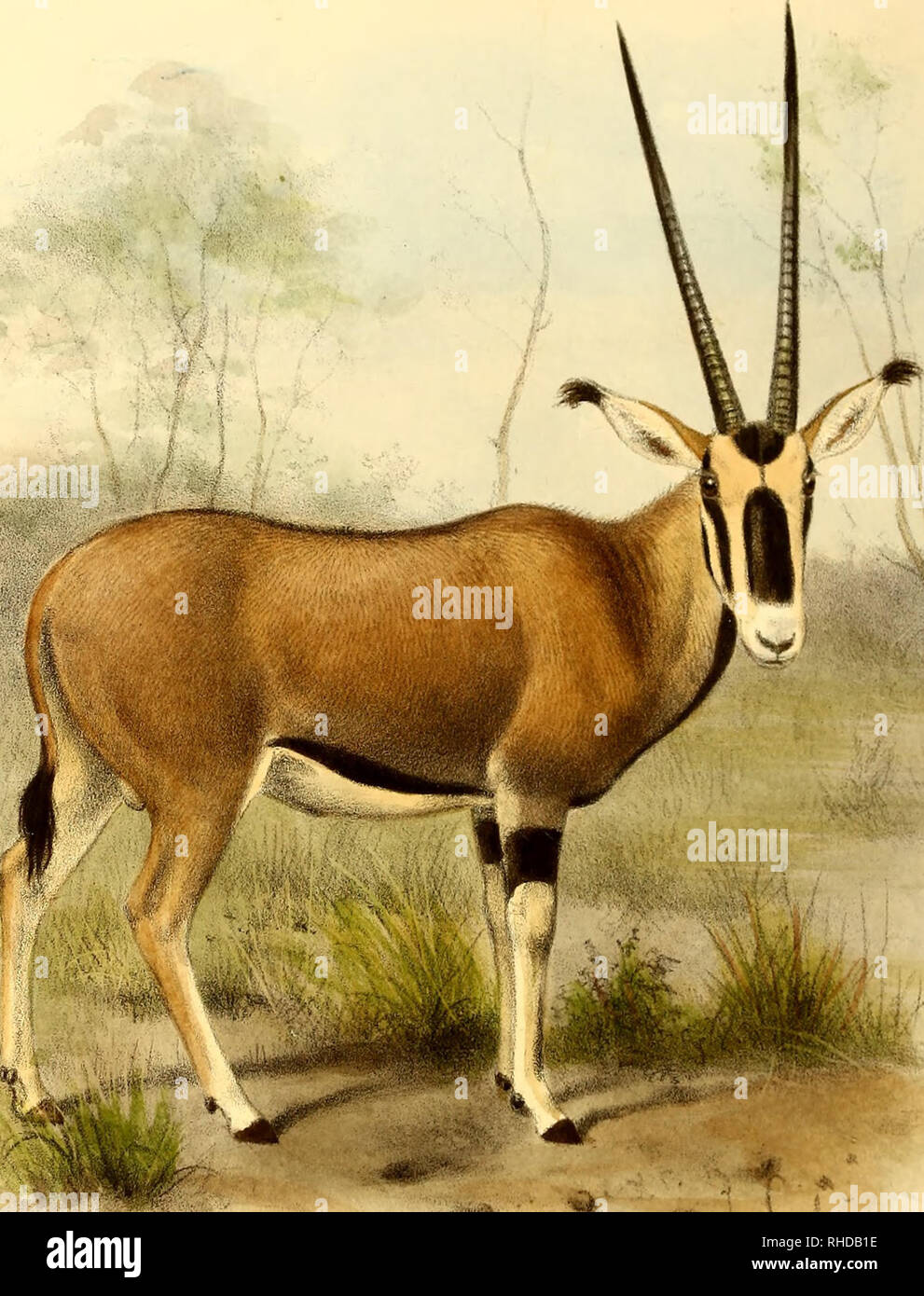 . The book of antelopes. Antelopes. 300KCFANT] S.PT..LX?. iSmit del.et htli . The Tufted. Beisa ORYX CALLOUS . Publishedhy M.Porter. Hanhd; • '. Please note that these images are extracted from scanned page images that may have been digitally enhanced for readability - coloration and appearance of these illustrations may not perfectly resemble the original work.. Sclater, Philip Lutley, 1829-1913; Thomas, Oldfield, 1858-1929; Wolf, Joseph, 1820-1899, ill; Williams, Alpheus F. , former owner. DSI; National Zoological Park (U. S. ), former owner. DSI; Russell E. Train Africana Collection (Smiths Stock Photo