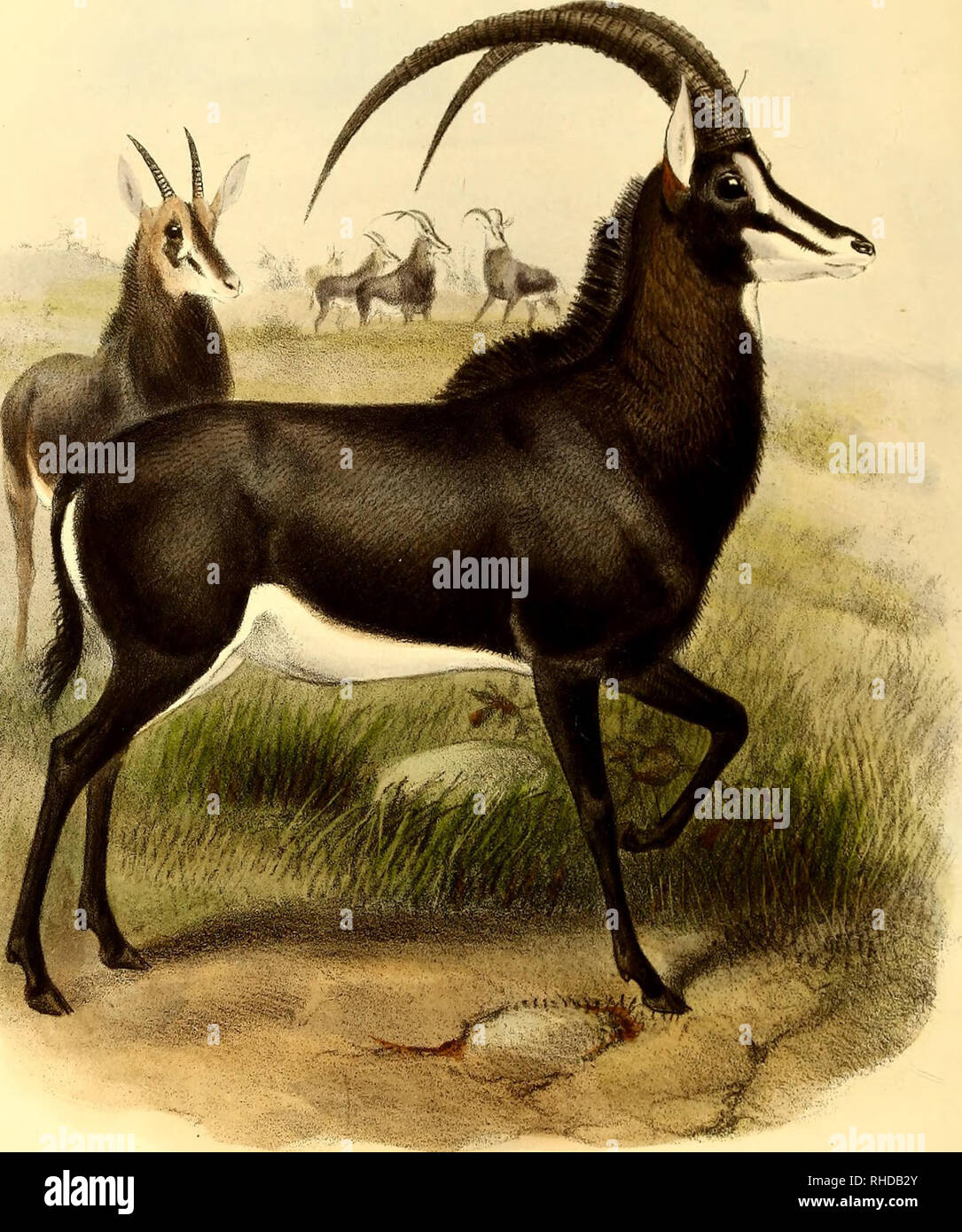 . The book of antelopes. Antelopes. &lt;/, It del.J.Snrit Jiih The Sable Antelope . HIPPOTRAGUS NIGER/ Published by R.H.Portei. .... lartrmp.. Please note that these images are extracted from scanned page images that may have been digitally enhanced for readability - coloration and appearance of these illustrations may not perfectly resemble the original work.. Sclater, Philip Lutley, 1829-1913; Thomas, Oldfield, 1858-1929; Wolf, Joseph, 1820-1899, ill; Williams, Alpheus F. , former owner. DSI; National Zoological Park (U. S. ), former owner. DSI; Russell E. Train Africana Collection (Smithson Stock Photo