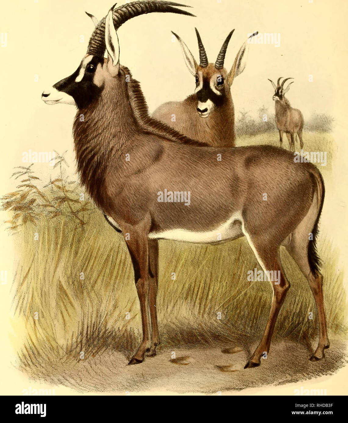 . The book of antelopes. Antelopes. , ... Wolf del J.Smitlitk. The Roan Antelope. HIPPOTRAGUS EQUINUS Tullished byB.KPorter. Hoi.hart imp.. Please note that these images are extracted from scanned page images that may have been digitally enhanced for readability - coloration and appearance of these illustrations may not perfectly resemble the original work.. Sclater, Philip Lutley, 1829-1913; Thomas, Oldfield, 1858-1929; Wolf, Joseph, 1820-1899, ill; Williams, Alpheus F. , former owner. DSI; National Zoological Park (U. S. ), former owner. DSI; Russell E. Train Africana Collection (Smithsonian Stock Photo